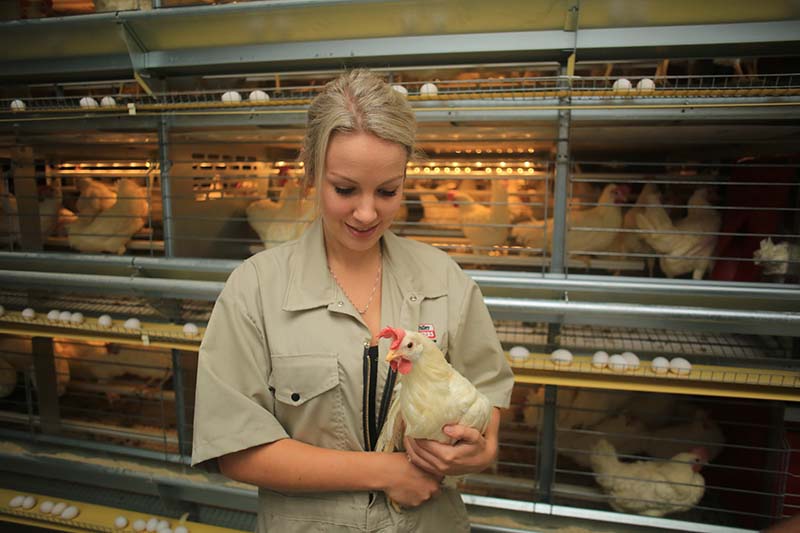 Hen care is a number 1 priority for the farmers.