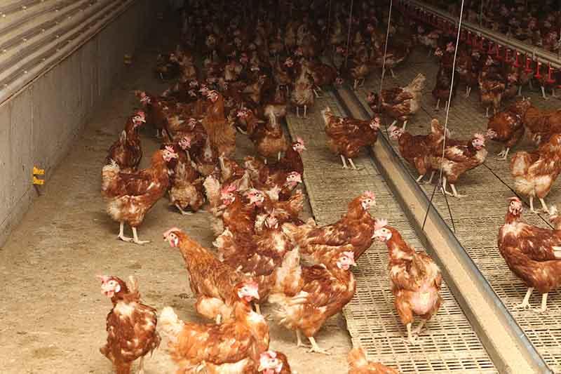 Hens have access to the entire barn floor.