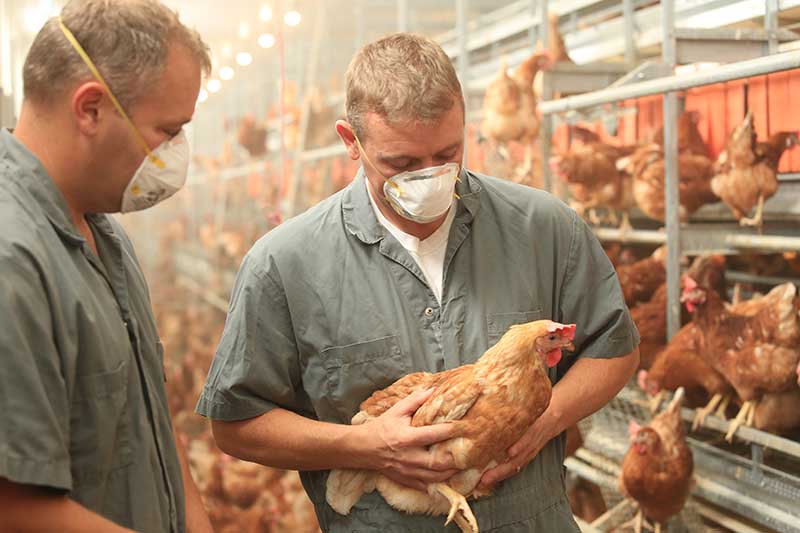 Masks may be worn by farmers in aviary housing due to the amount of dust that may be in the barn.