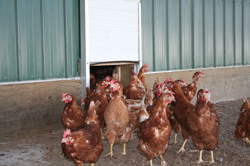 Hens are allowed access to the outdoors, weather permitting.