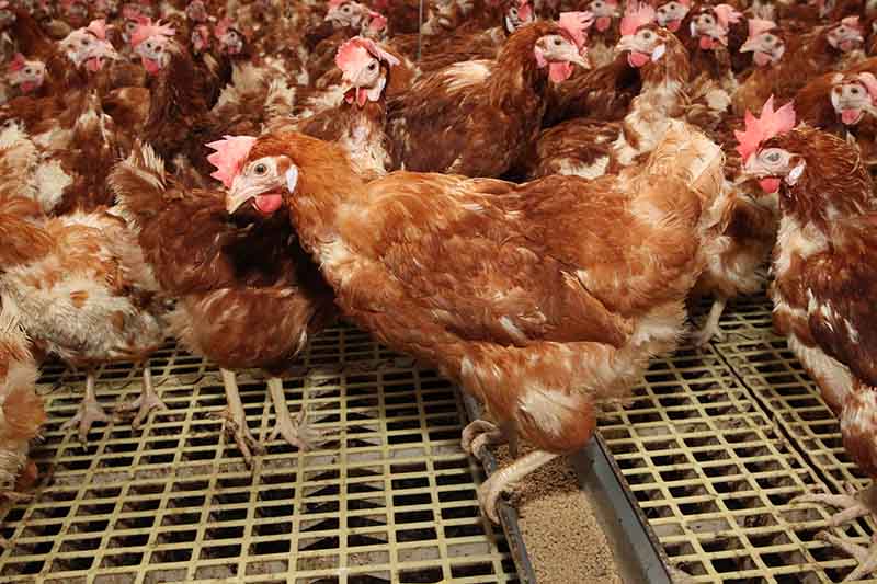 Hens are provided constant access to food.