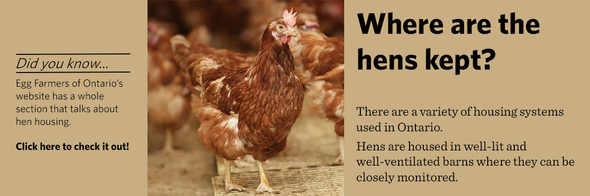 Where-are-hens-kept.jpg 