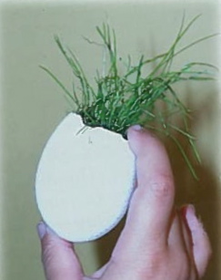 eggshell-plant-pots-3_0.jpg
