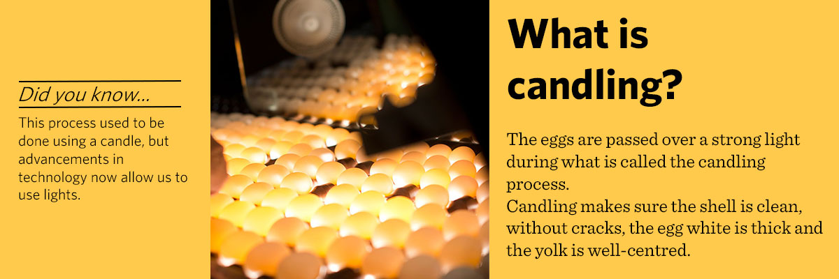 what-is-candling.jpg