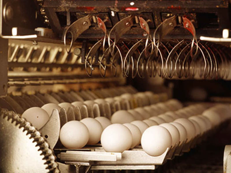 eggs being categorized by weight