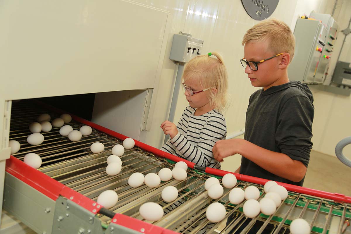 Children inspecting eggs on a poultry farm conveyor